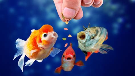 fish feed|Fish & Aquatic Feed .